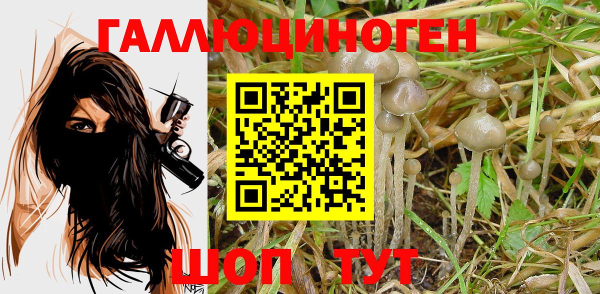 Галлюциногенные грибы Psilocybine cubensis Котовск